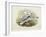 Black-Legged Kittiwake (Rissa Tridactyla), William Hart, H C Richte-John Gould-Framed Giclee Print