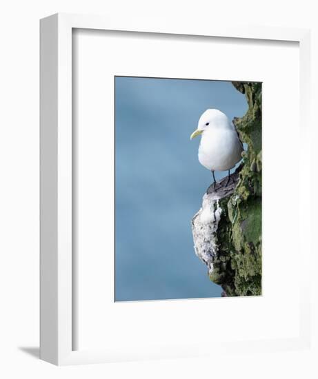 Black-Legged Kittiwake-null-Framed Photographic Print