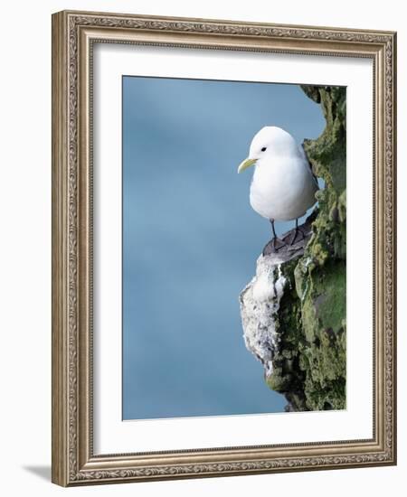 Black-Legged Kittiwake-null-Framed Photographic Print