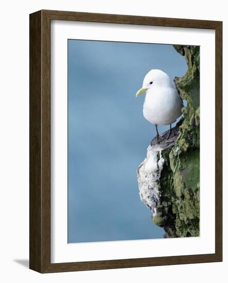 Black-Legged Kittiwake-null-Framed Photographic Print