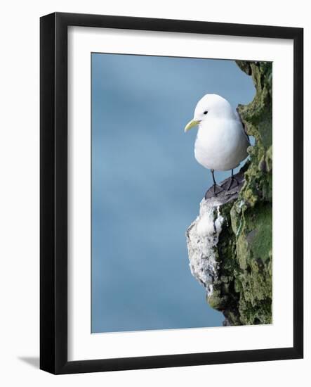 Black-Legged Kittiwake-null-Framed Photographic Print