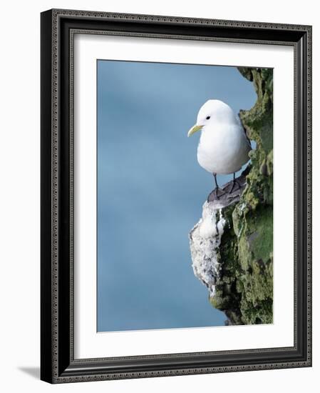 Black-Legged Kittiwake-null-Framed Photographic Print