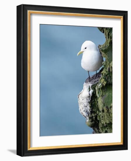 Black-Legged Kittiwake-null-Framed Photographic Print