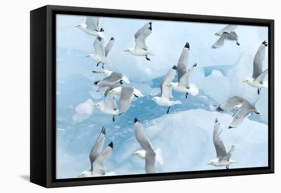 Black Legged Kittiwakes (Rissa Tridactyla) in Flight over Ice, Kungsfjord, Svalbard, Norway, June-de la-Framed Premier Image Canvas