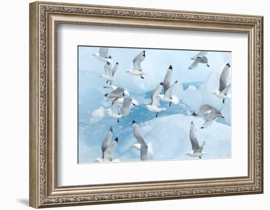 Black Legged Kittiwakes (Rissa Tridactyla) in Flight over Ice, Kungsfjord, Svalbard, Norway, June-de la-Framed Photographic Print