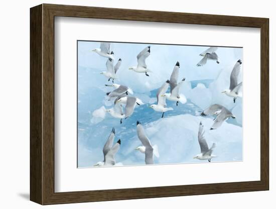 Black Legged Kittiwakes (Rissa Tridactyla) in Flight over Ice, Kungsfjord, Svalbard, Norway, June-de la-Framed Photographic Print