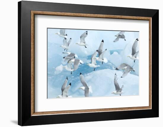 Black Legged Kittiwakes (Rissa Tridactyla) in Flight over Ice, Kungsfjord, Svalbard, Norway, June-de la-Framed Photographic Print