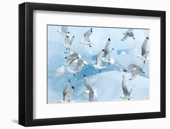 Black Legged Kittiwakes (Rissa Tridactyla) in Flight over Ice, Kungsfjord, Svalbard, Norway, June-de la-Framed Photographic Print