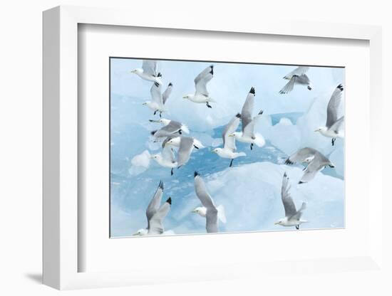 Black Legged Kittiwakes (Rissa Tridactyla) in Flight over Ice, Kungsfjord, Svalbard, Norway, June-de la-Framed Photographic Print