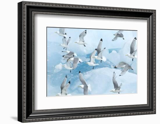 Black Legged Kittiwakes (Rissa Tridactyla) in Flight over Ice, Kungsfjord, Svalbard, Norway, June-de la-Framed Photographic Print