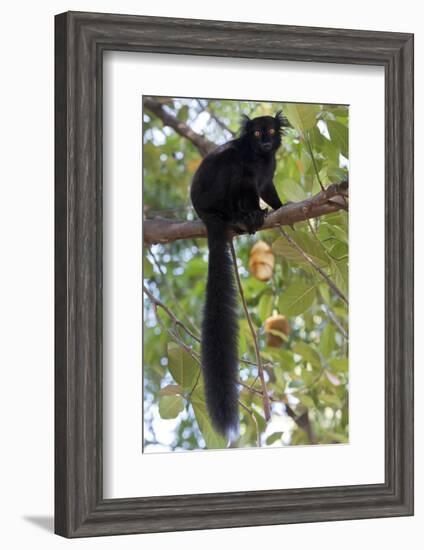 Black Lemur (Eulemur Macaco) Male, Nosy Komba, Madagascar-Bernard Castelein-Framed Photographic Print