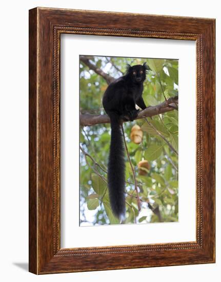 Black Lemur (Eulemur Macaco) Male, Nosy Komba, Madagascar-Bernard Castelein-Framed Photographic Print