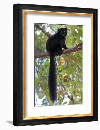 Black Lemur (Eulemur Macaco) Male, Nosy Komba, Madagascar-Bernard Castelein-Framed Photographic Print