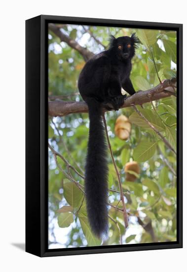 Black Lemur (Eulemur Macaco) Male, Nosy Komba, Madagascar-Bernard Castelein-Framed Premier Image Canvas