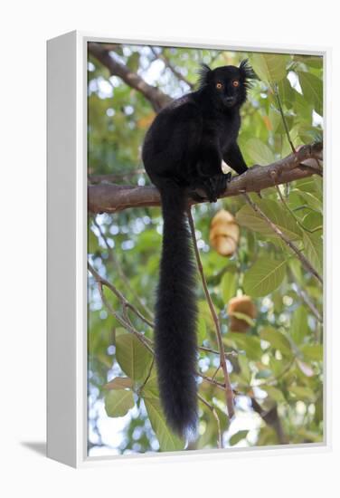 Black Lemur (Eulemur Macaco) Male, Nosy Komba, Madagascar-Bernard Castelein-Framed Premier Image Canvas