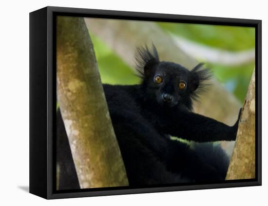 Black Lemur Male, Nosy Komba, North Madagascar, Iucn Vulnerable-Inaki Relanzon-Framed Premier Image Canvas