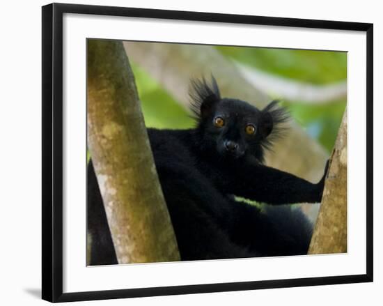 Black Lemur Male, Nosy Komba, North Madagascar, Iucn Vulnerable-Inaki Relanzon-Framed Photographic Print