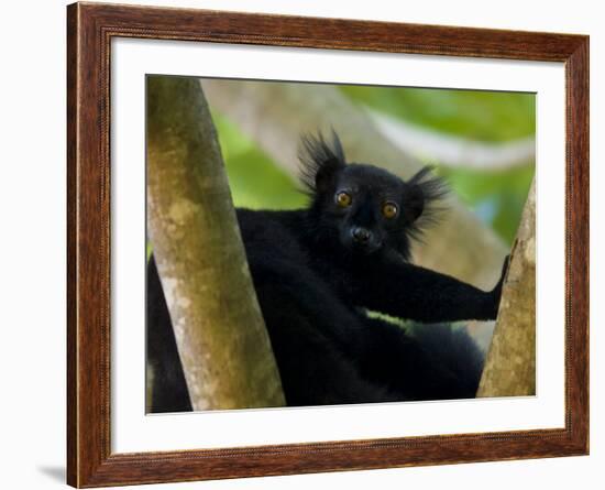 Black Lemur Male, Nosy Komba, North Madagascar, Iucn Vulnerable-Inaki Relanzon-Framed Photographic Print