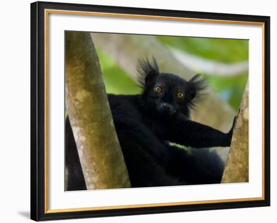 Black Lemur Male, Nosy Komba, North Madagascar, Iucn Vulnerable-Inaki Relanzon-Framed Photographic Print