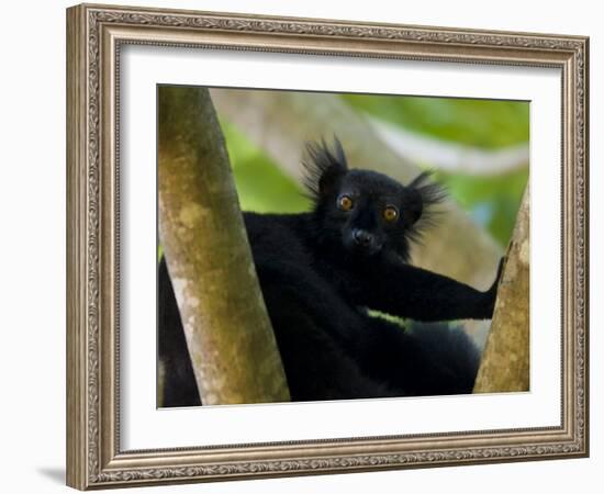 Black Lemur Male, Nosy Komba, North Madagascar, Iucn Vulnerable-Inaki Relanzon-Framed Photographic Print