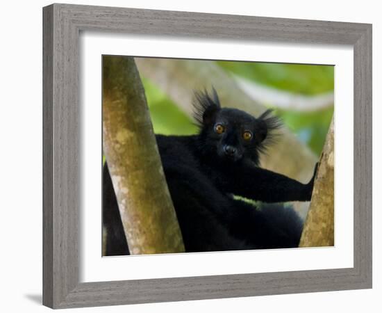 Black Lemur Male, Nosy Komba, North Madagascar, Iucn Vulnerable-Inaki Relanzon-Framed Photographic Print