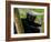 Black Lemur Male, Nosy Komba, North Madagascar, Iucn Vulnerable-Inaki Relanzon-Framed Photographic Print