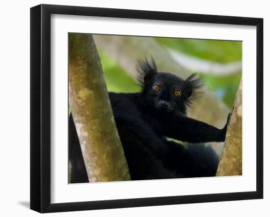 Black Lemur Male, Nosy Komba, North Madagascar, Iucn Vulnerable-Inaki Relanzon-Framed Photographic Print