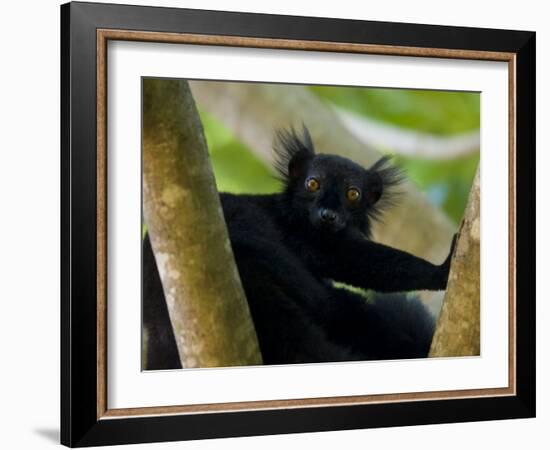 Black Lemur Male, Nosy Komba, North Madagascar, Iucn Vulnerable-Inaki Relanzon-Framed Photographic Print