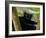 Black Lemur Male, Nosy Komba, North Madagascar, Iucn Vulnerable-Inaki Relanzon-Framed Photographic Print