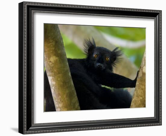 Black Lemur Male, Nosy Komba, North Madagascar, Iucn Vulnerable-Inaki Relanzon-Framed Photographic Print