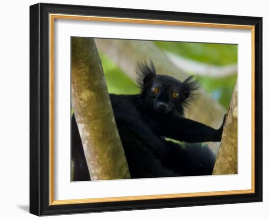 Black Lemur Male, Nosy Komba, North Madagascar, Iucn Vulnerable-Inaki Relanzon-Framed Photographic Print