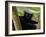 Black Lemur Male, Nosy Komba, North Madagascar, Iucn Vulnerable-Inaki Relanzon-Framed Photographic Print