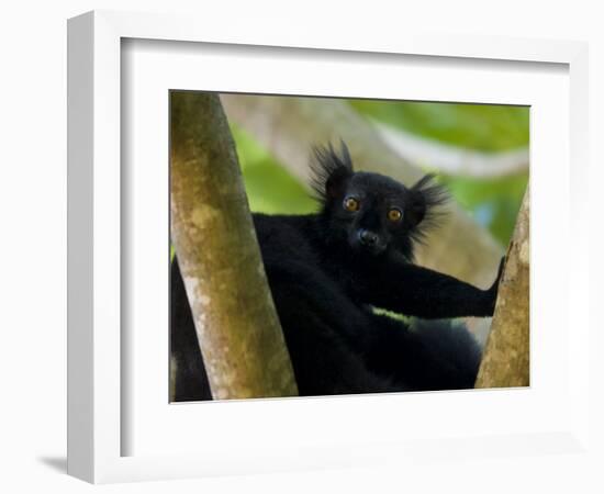 Black Lemur Male, Nosy Komba, North Madagascar, Iucn Vulnerable-Inaki Relanzon-Framed Photographic Print