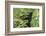 Black Leopard behind Leaves-DLILLC-Framed Photographic Print