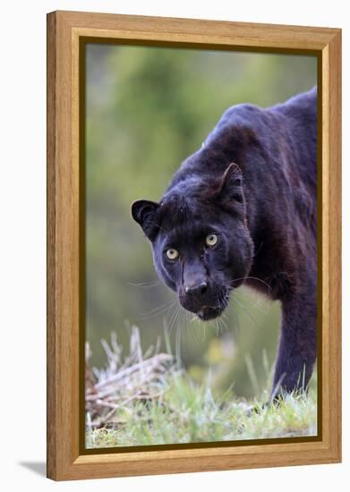 Black Leopard-null-Framed Premier Image Canvas