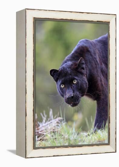 Black Leopard-null-Framed Premier Image Canvas