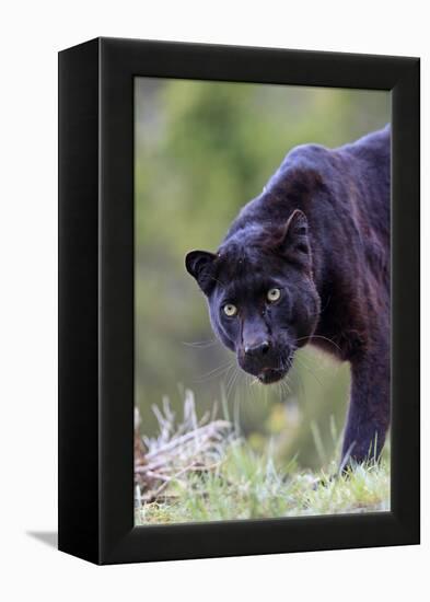 Black Leopard-null-Framed Premier Image Canvas