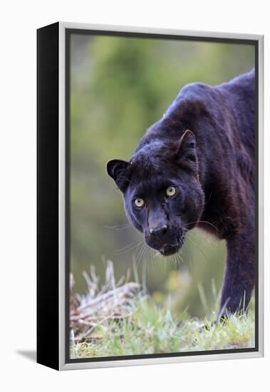 Black Leopard-null-Framed Premier Image Canvas