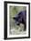 Black Leopard-null-Framed Premium Photographic Print