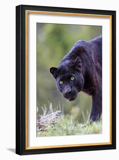 Black Leopard-null-Framed Premium Photographic Print