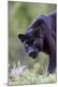 Premium Photographic Print