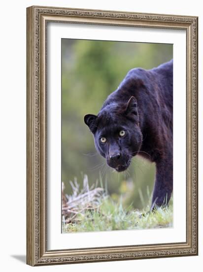 Black Leopard--Framed Photographic Print