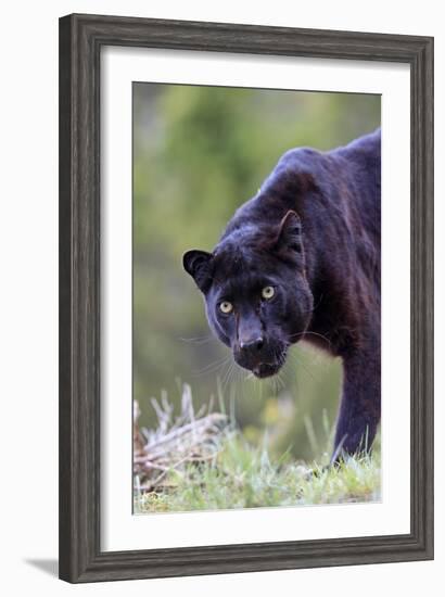 Black Leopard-null-Framed Photographic Print