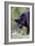 Black Leopard-null-Framed Photographic Print