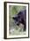 Black Leopard-null-Framed Photographic Print