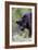 Black Leopard-null-Framed Photographic Print