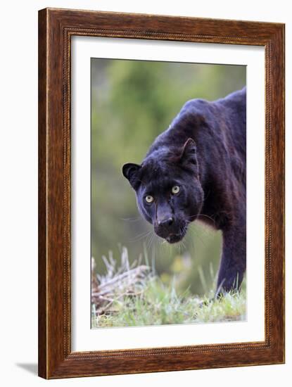 Black Leopard-null-Framed Photographic Print