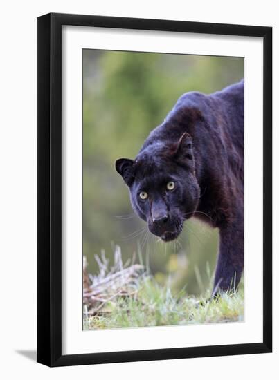 Black Leopard-null-Framed Photographic Print