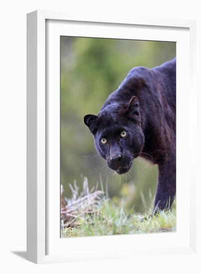 Black Leopard-null-Framed Photographic Print