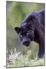 Black Leopard-null-Mounted Photographic Print